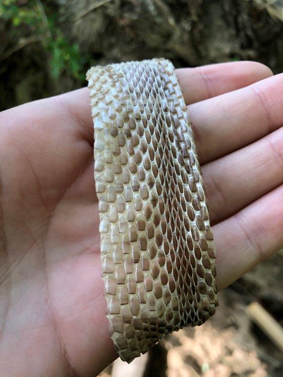 Norfolk snake skin