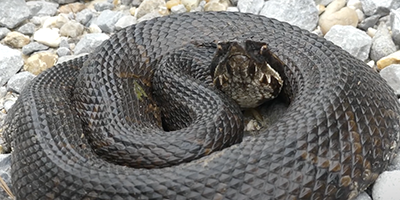 Norfolk snake