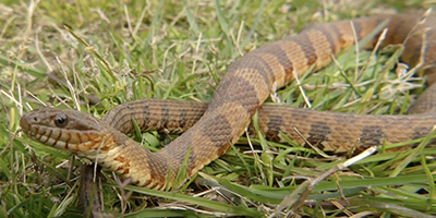 Norfolk snake